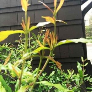 Pomegranate: A Drought-Tolerant Option for the Arid Home Garden Image